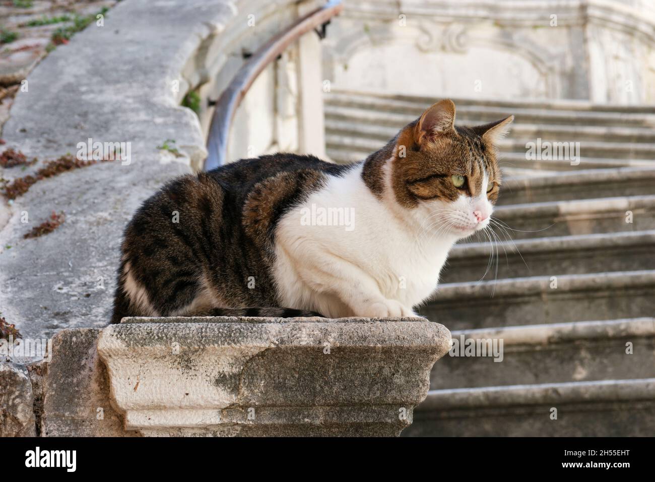 Tabby chat assis à côté des escaliers jésuites (promenade de la honte) dans la vieille ville de Dubrovnik (Dalmatie, Croatie) Banque D'Images
