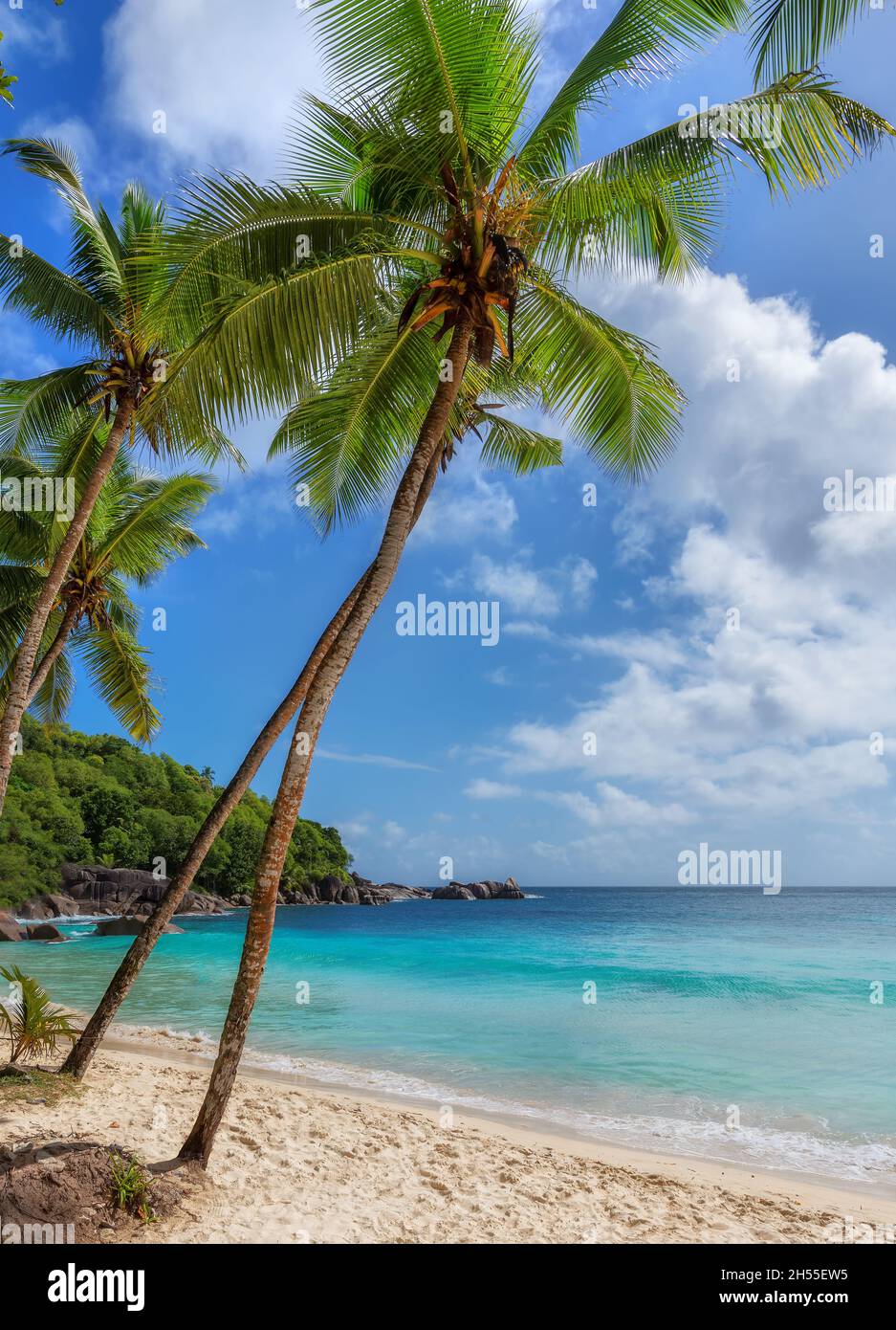 Palmiers dans la plage tropicale Sunny et la mer Banque D'Images