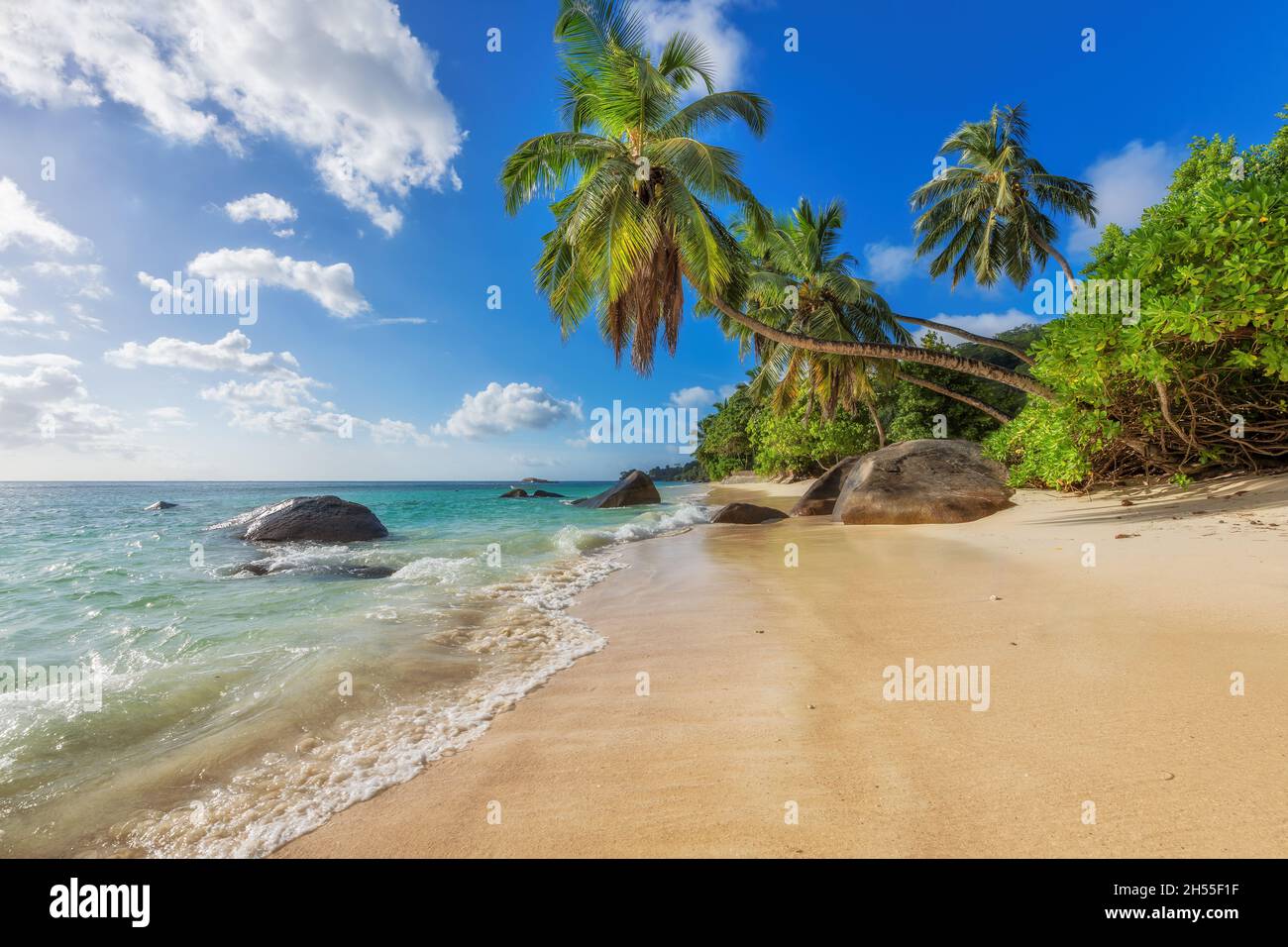 Plage ensoleillée de paradis tropical avec palmiers et mer turquoise dans l'île paradisiaque aux Seychelles Banque D'Images