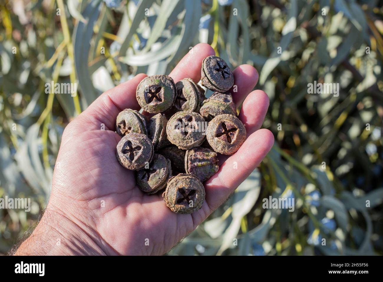 Une main d'une personne avec une poignée, pile, de capsules, de graines d'Eucalyptus globulus un jour ensoleillé. Approche sélective Banque D'Images