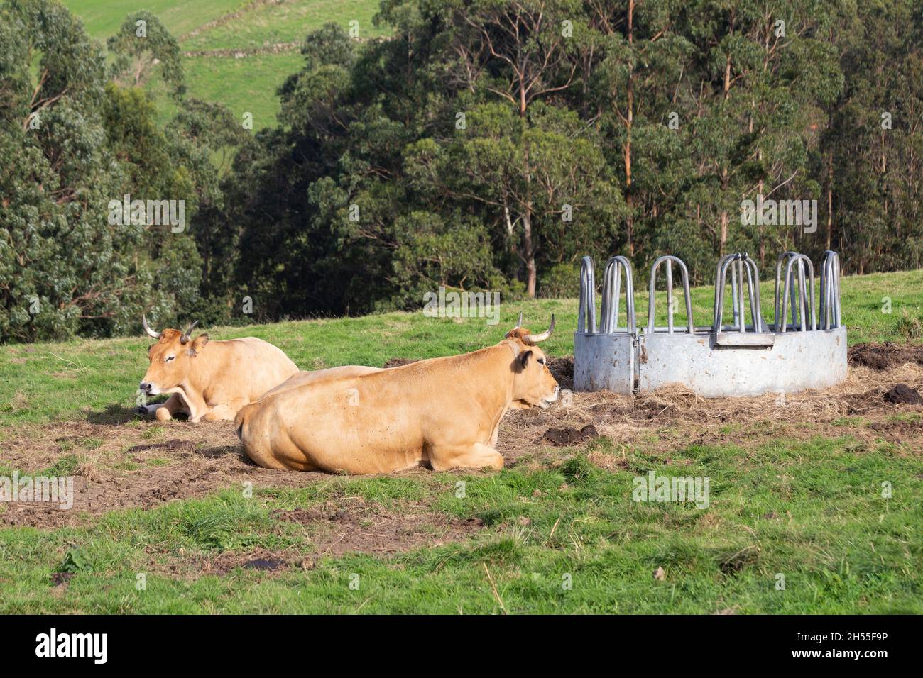 Deux vaches dans un pré reposent paisiblement à côté d'une cuvette de paille Banque D'Images