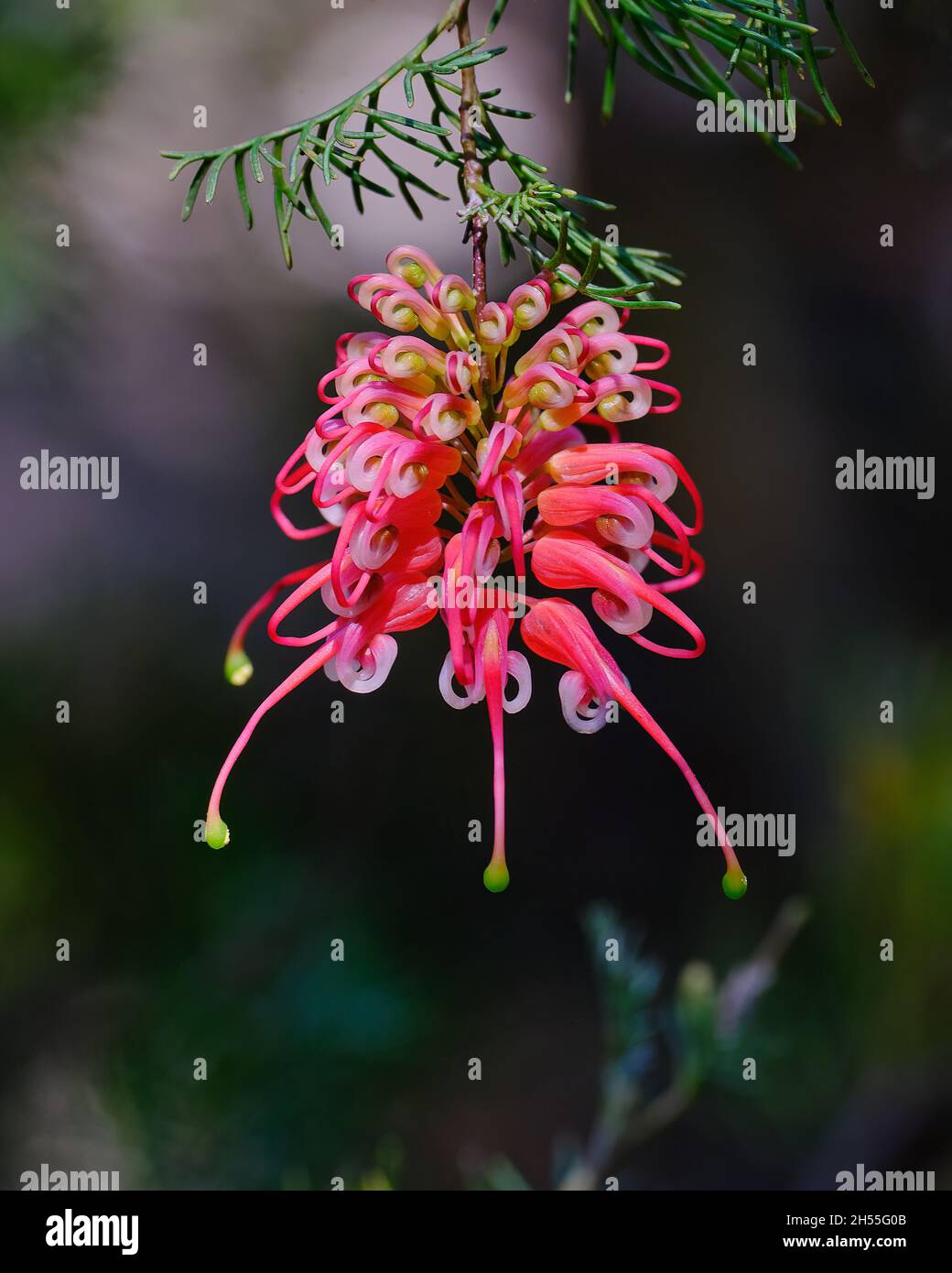 Grevillea « Ellendale Pool » Banque D'Images