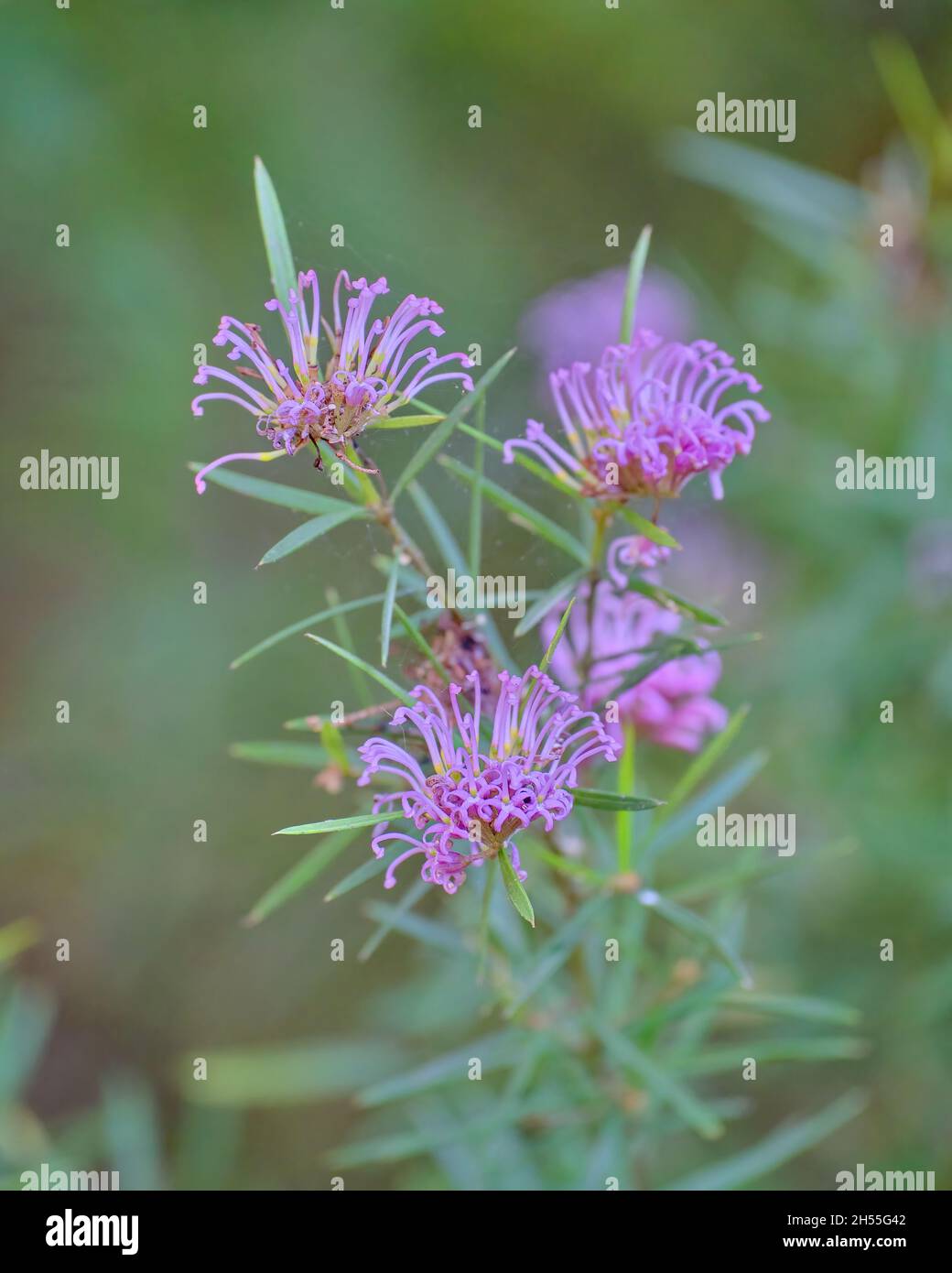Grevillea 'Amethyst' Banque D'Images
