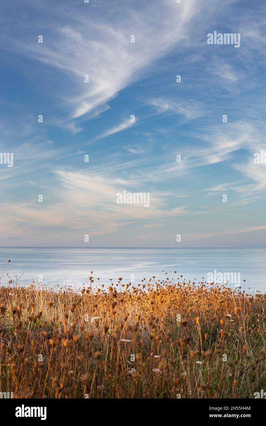 Un paysage de quelques fleurs séchées avec la mer en arrière-plan et des nuages dans le ciel. Espace de copie. Image verticale. Invitation pour les mariages et les événements Banque D'Images