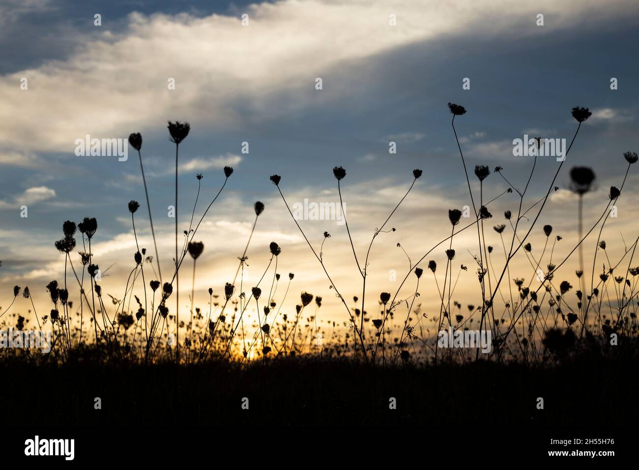 Une fleur rétro-éclairée au coucher du soleil. Contraste élevé. Mise au point sélective. Copie l'espace. Sensations et émotions agréables. Image horizontale. Banque D'Images