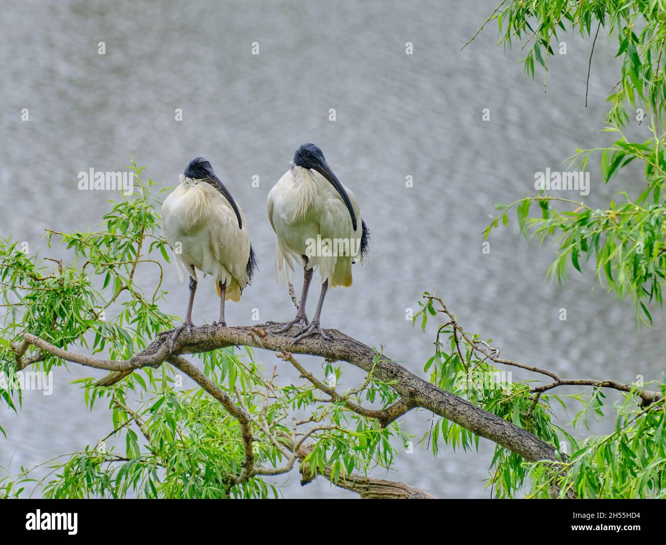 Ibises dans Sync Banque D'Images