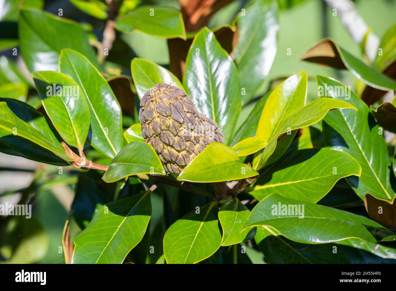 Un fruit du magnolia qui sort entre les feuilles de l'arbre. Jour ensoleillé.Magnolia grandiflora Banque D'Images