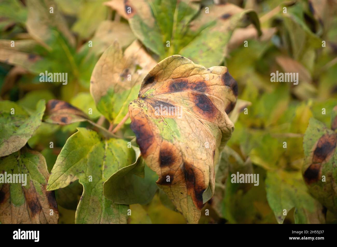 Pourriture brune des pivoines de jardin.Feuilles d'un pivoine semblable à un arbre avec des signes de maladies fongiques sur les feuilles.Taches brunes et rouille sur la pivoine du jardin. Banque D'Images