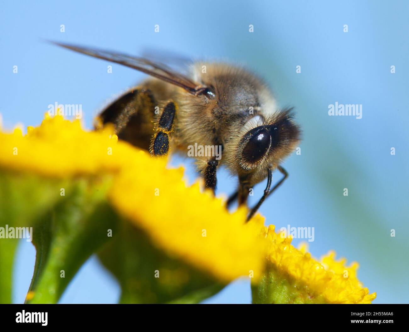 Détail de l'abeille ou de l'abeille en latin APIs mellifera, abeille européenne ou occidentale pollinisée de fleur jaune isolée sur fond bleu ciel Banque D'Images