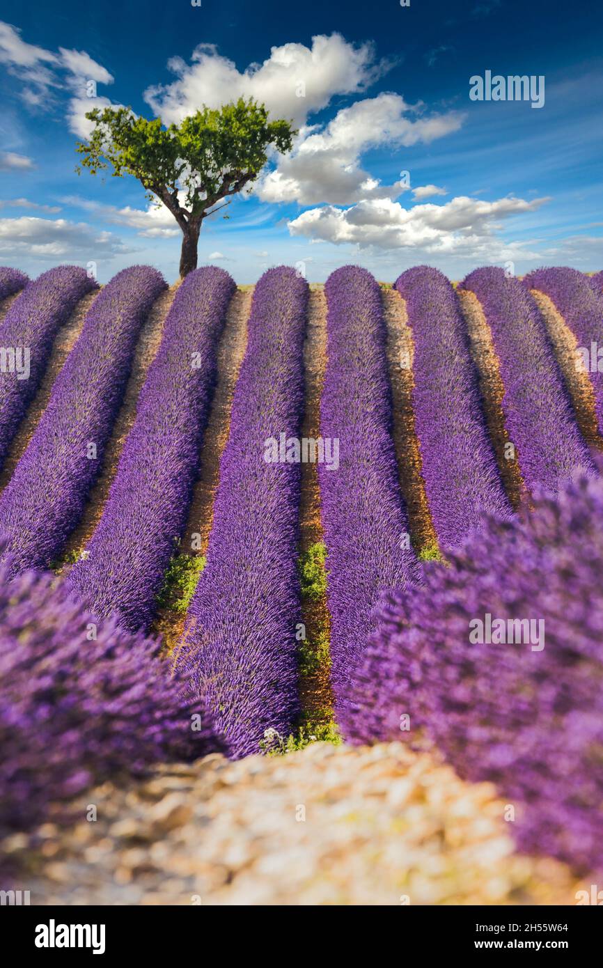 Champ de lavande en fleurs fleurs et un arbre solitaire en amont. Valensole, Provence, France, Europe. Banque D'Images