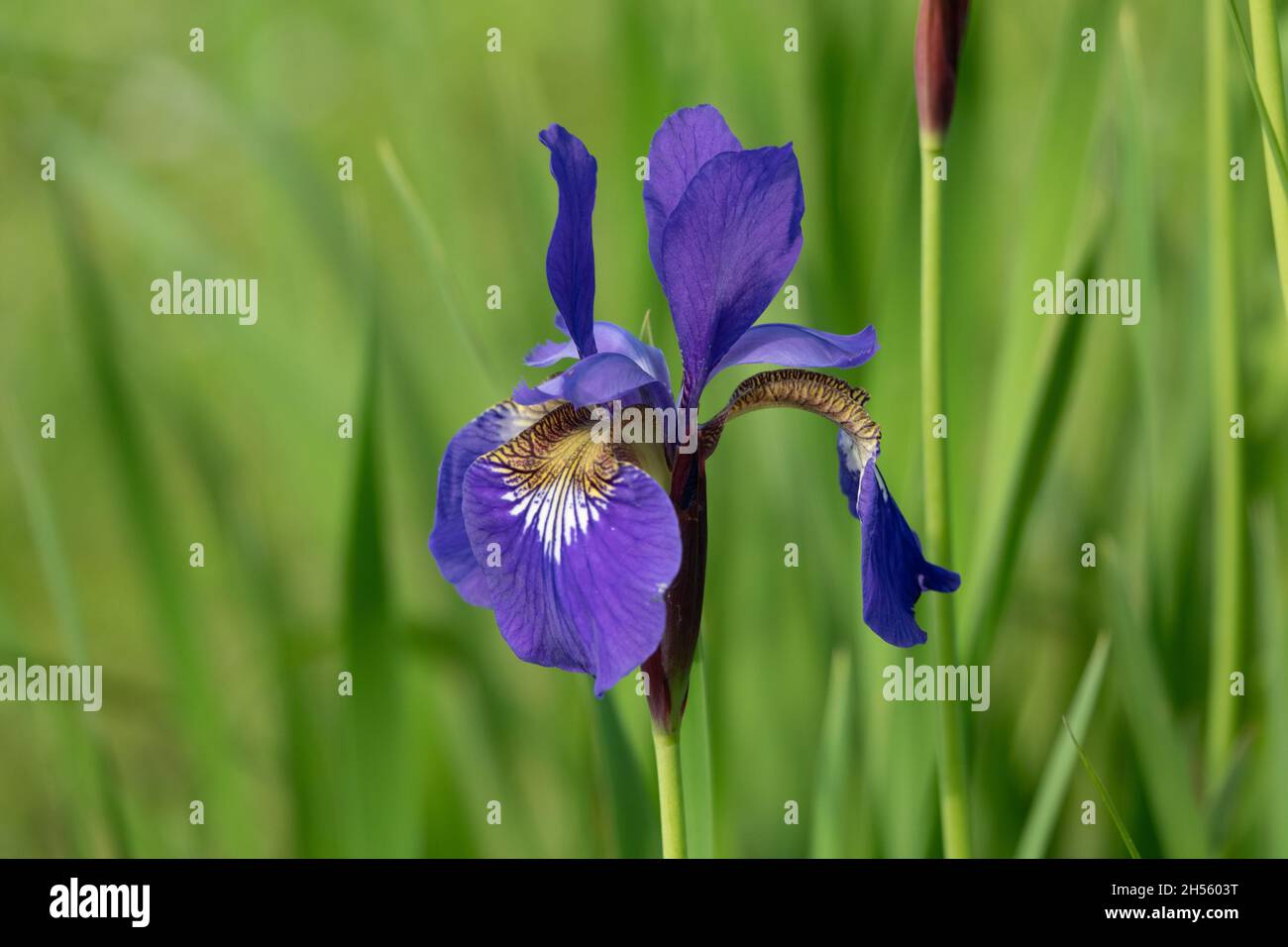 Iris.Plante rhizomateuse vivace de la famille des Iridaceae .Magnifique fond floral abstrait de la nature.Utile.Fleur jaune luxueuse Banque D'Images