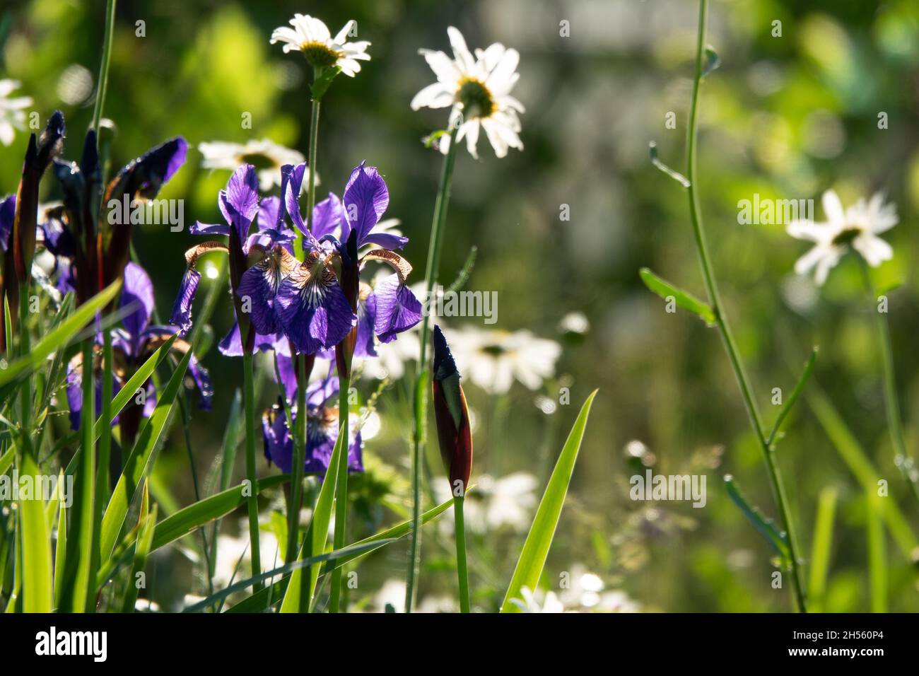 Iris.Plante rhizomateuse vivace de la famille des Iridaceae .Magnifique fond floral abstrait de la nature.Utile.Fleur jaune luxueuse Banque D'Images