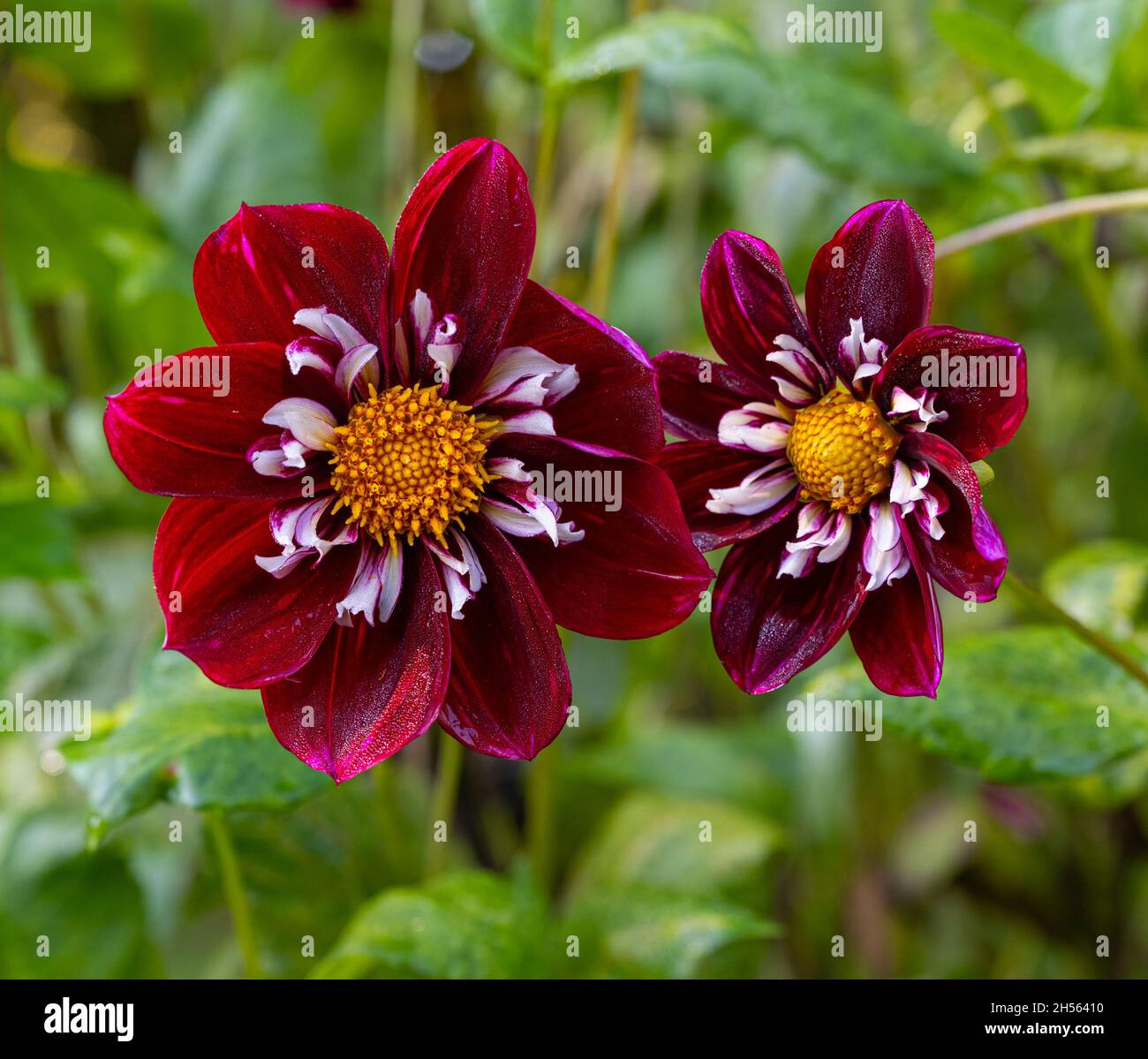 Le dahlia (nom, Stefanie Hertel) dans le jardin du dahlia Baden Baden, près de l'allée du lichtentaler.Baden Baden, Bade-Wurtemberg, Allemagne Banque D'Images