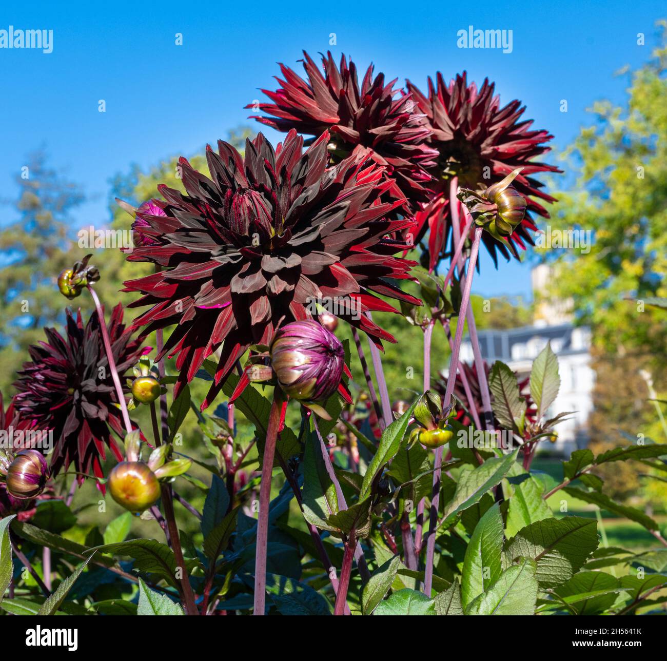 La dahlia (nom, Black Jack) dans le jardin de dahlia Baden Baden près de l'allée de lichtentaler.Baden Baden, Bade-Wurtemberg, Allemagne Banque D'Images