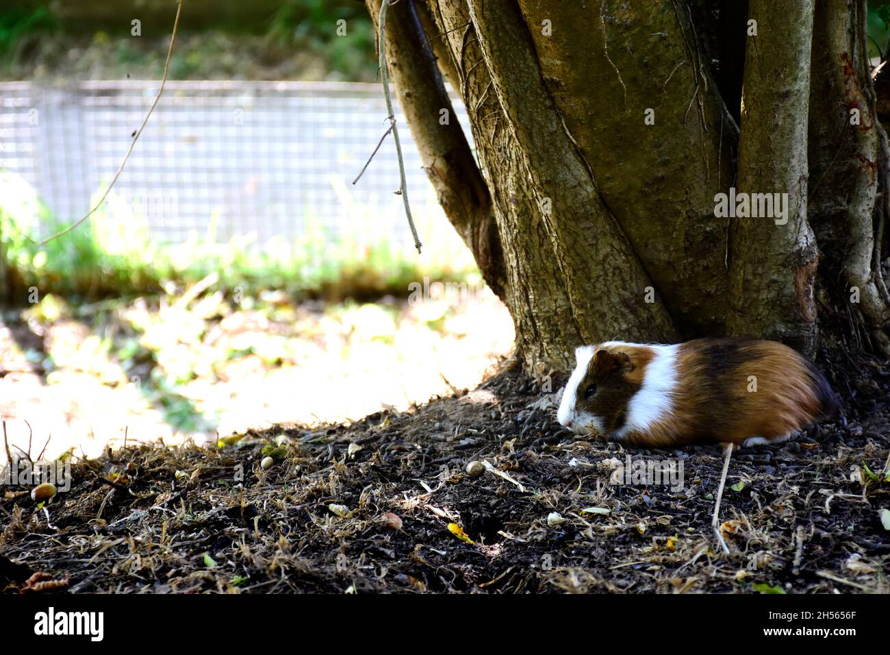 Photographie d'un hamster brun et blanc reposant librement à côté d'un arbre. La photographie est prise en format horizontal. Banque D'Images