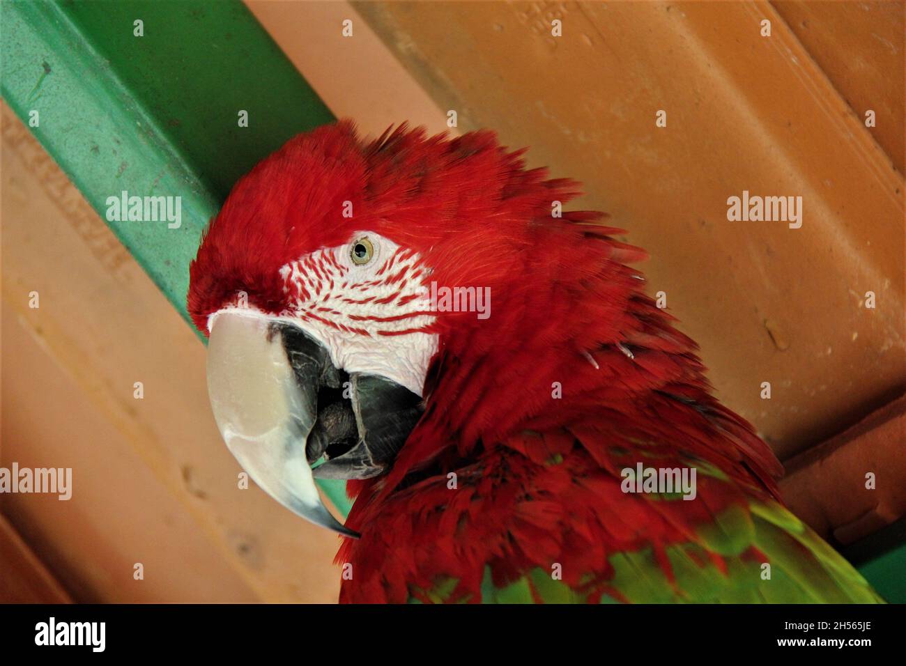 Gros plan sur le visage d'un perroquet, macaw rouge, regardant l'appareil photo à Bonito - Mato Grosso do Sul - Brésil. Banque D'Images