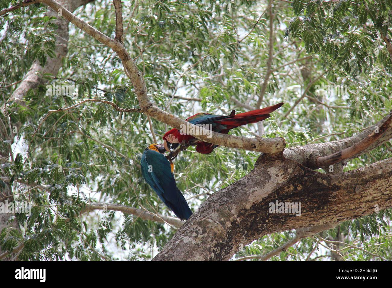 Couple de perroquets de macaw rouge et bleu perchés sur une branche d'arbre à Bonito - Mato Grosso do Sul - Brésil. Banque D'Images