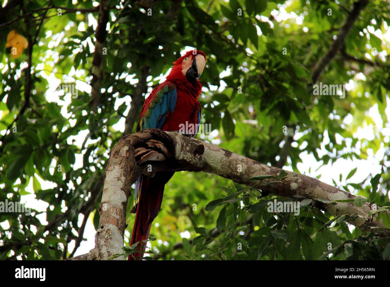 Perroquet rouge sur un tronc d'arbre, avec un arrière-plan flou à Bonito - Mato Grosso do Sul - Brésil. Banque D'Images