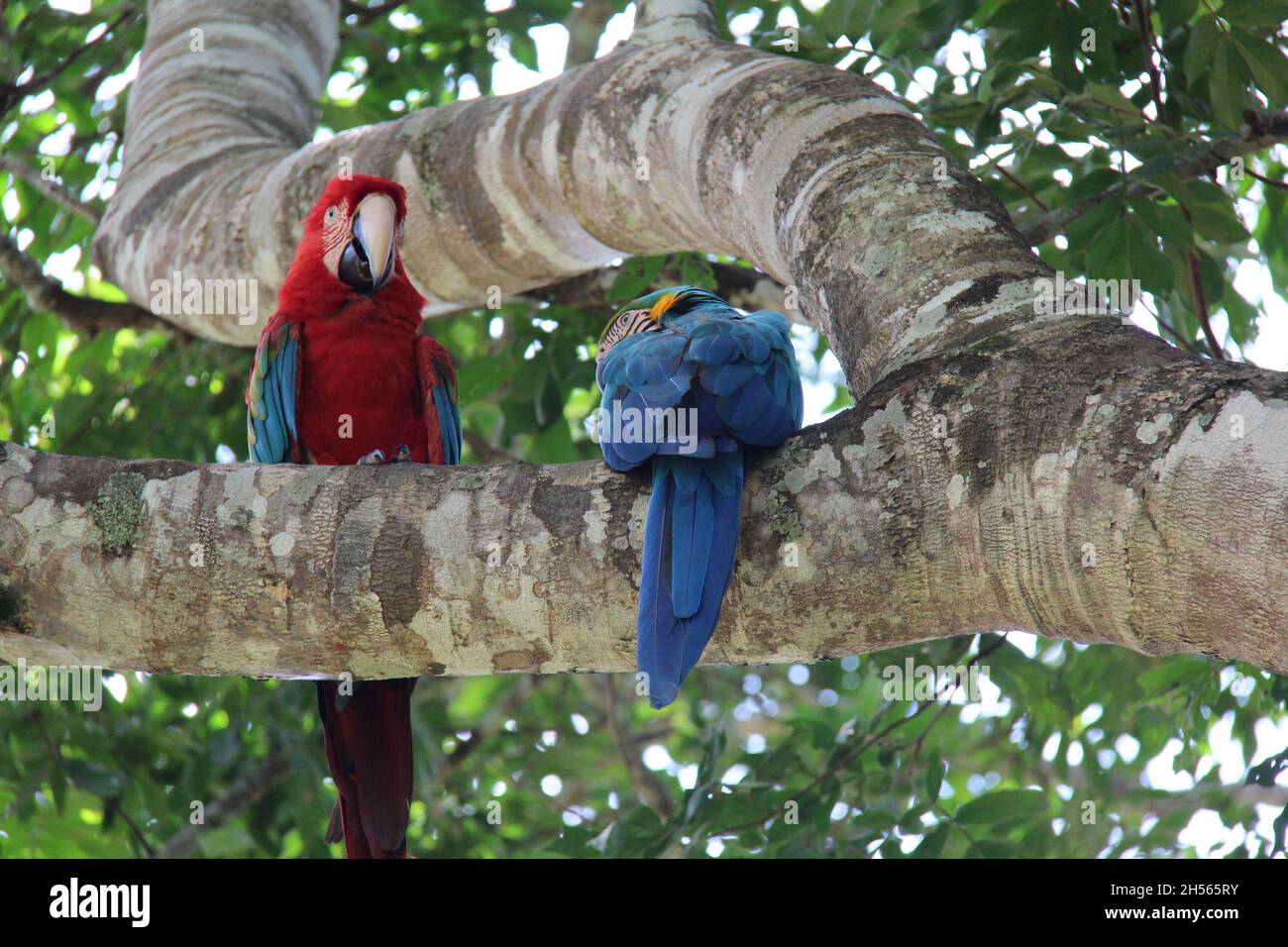 Couple de perroquets de macaw rouge et bleu perchés sur une branche d'arbre à Bonito - Mato Grosso do Sul - Brésil. Banque D'Images