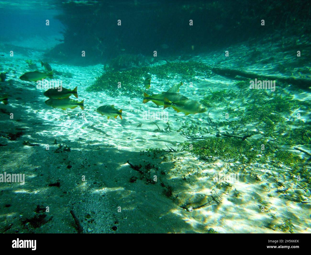 Eau claire, groupe de poissons nageant dans la rivière.Vue sur l'eau, le soleil illuminant le fond de la rivière et le poisson.Bonito, Brésil. Banque D'Images