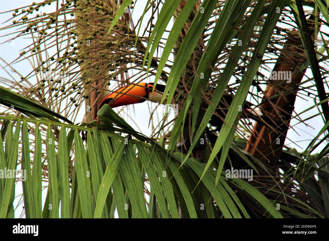 Toucan libre dans la nature dans un arbre Bonito, Mato Grosso do Sul.Brésil Banque D'Images