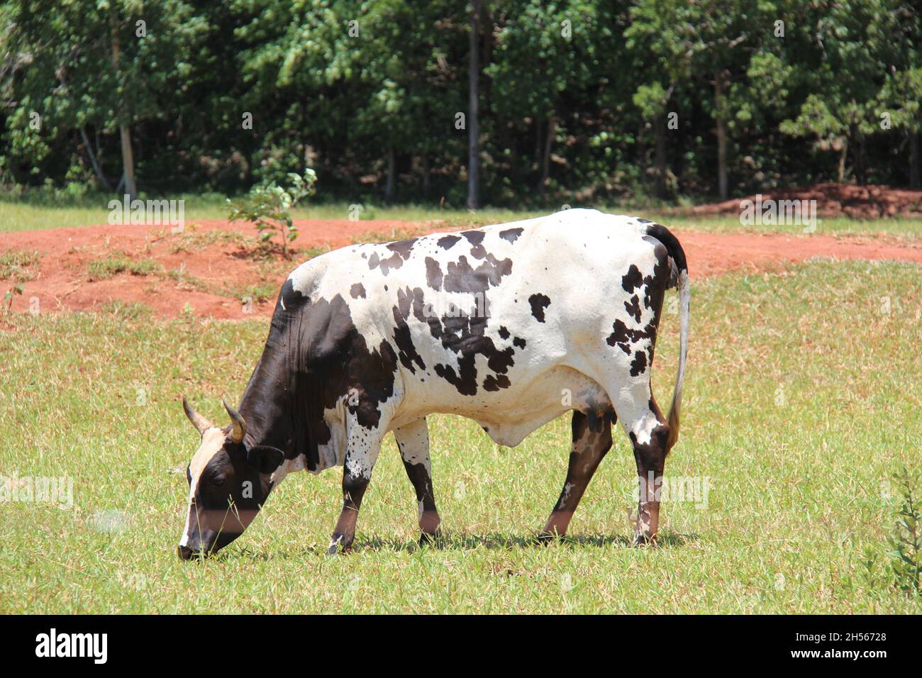 Vache: Blanche avec des taches noires, paître dans une ferme, à Mato Grosso do Sul, Brésil. Banque D'Images