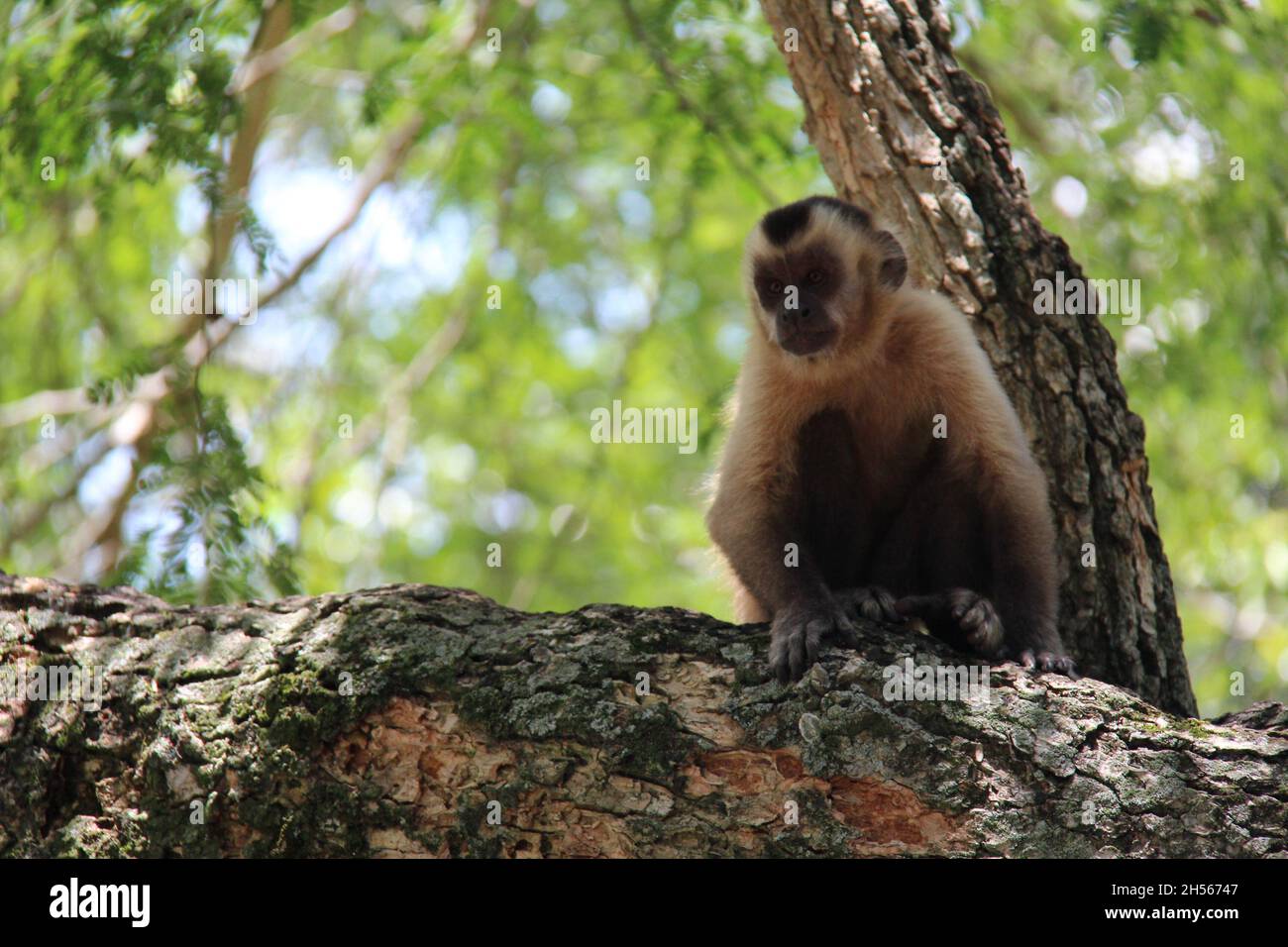 Singe assis sur un tronc d'arbre, avec un arrière-plan flou.Bonito - Mato Grosso do Sul - Brésil. Banque D'Images
