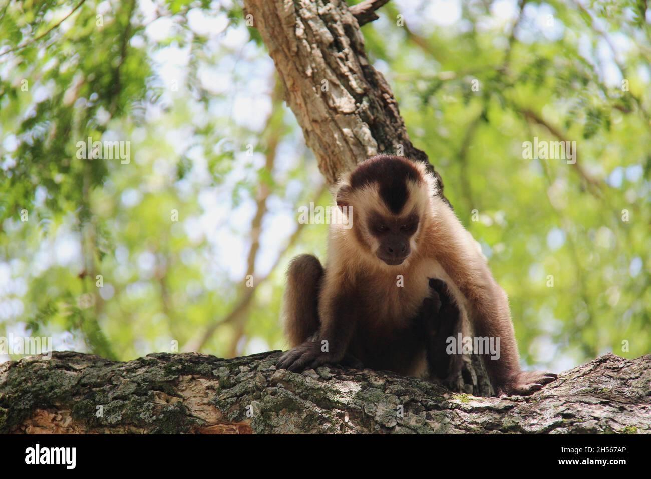 Singe assis sur un tronc d'arbre, avec un arrière-plan flou.Bonito - Mato Grosso do Sul - Brésil. Banque D'Images