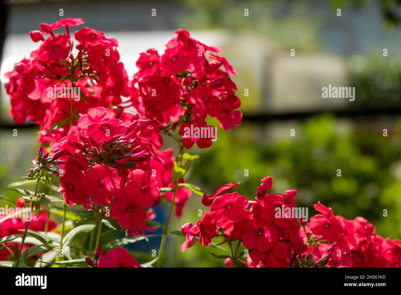 Phlox rampant Phlox subulata , comme le phlox de la mousse. Banque D'Images