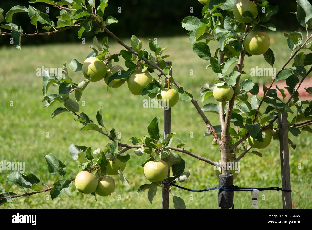 Gros plan d'un bouquet de pommes rouges bio biologiques poussant sur les branches d'un pommier dans un Banque D'Images
