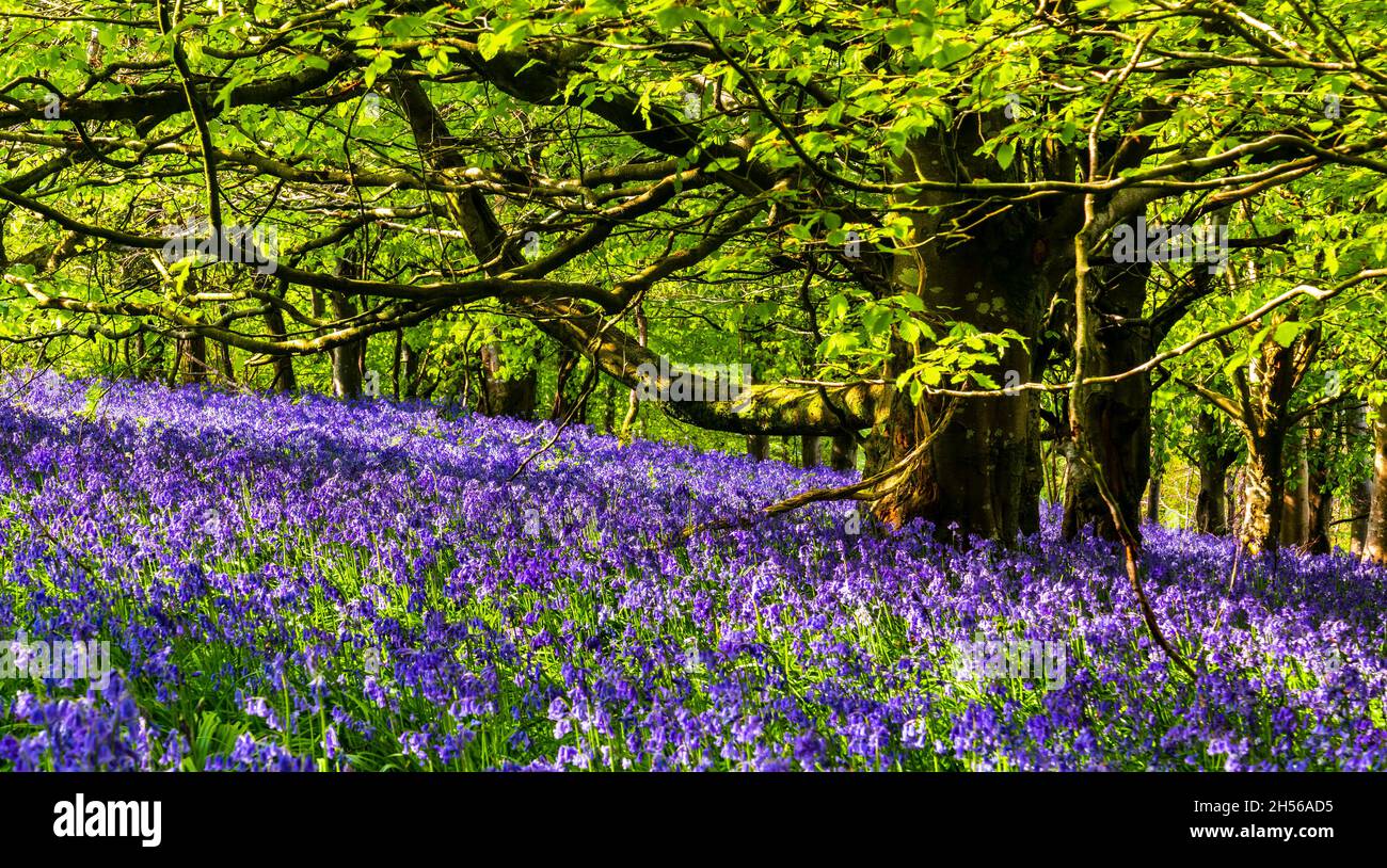 Le soleil brille à travers un tapis de Bluebells dans la forêt du Dorset Banque D'Images