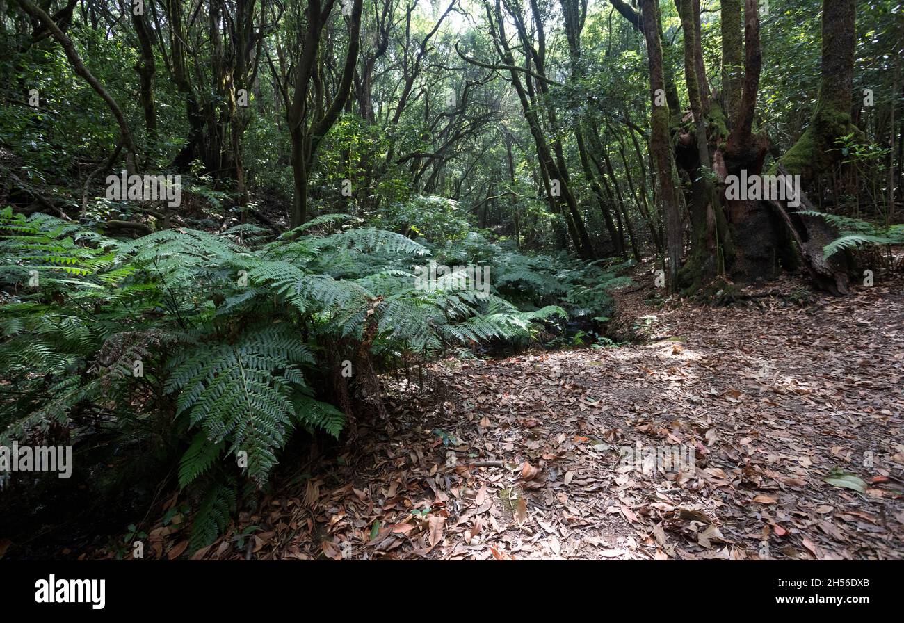 El Cedro, Laurisilva sur la Gomera Banque D'Images