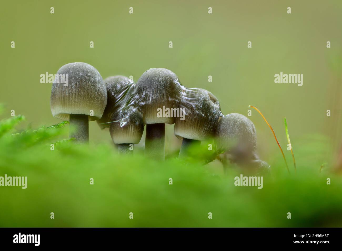Un groupe a 5 petits champignons mycena avec des gouttes de pluie Banque D'Images