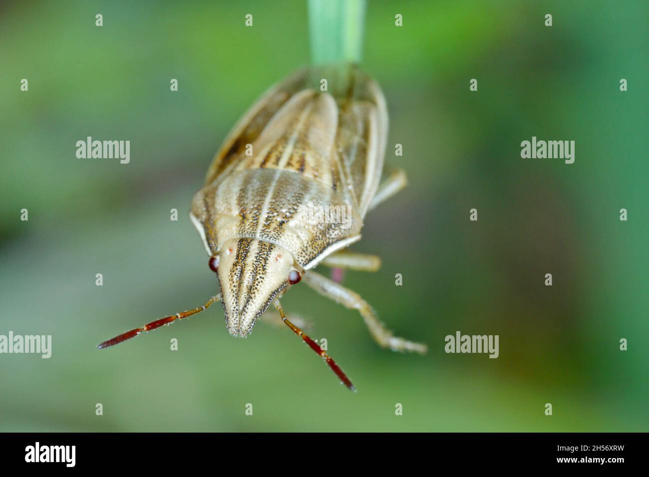 Photo macro d'un Évêques Mitre Shieldbug (Aelia acuminata).C'est un ravageur commun de céréales. Banque D'Images