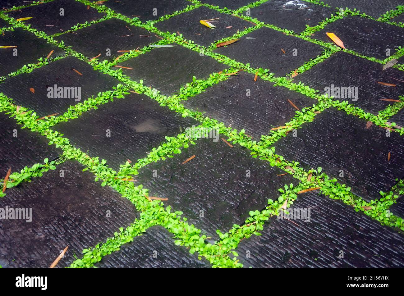 Des plantes vertes qui poussent dans les fissures entre les pierres noires créant un arrière-plan abstrait à Chengdu, en chine. Banque D'Images