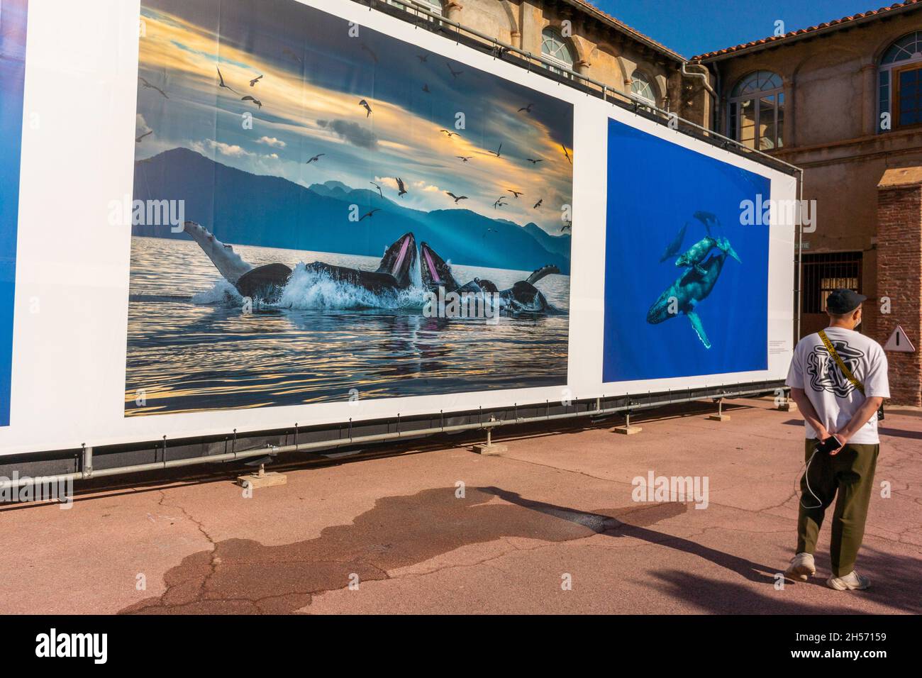 Perpignan, France, touristes en visite exposition de photos de plein air,  Visa pour l'image, Photographie crédit: Brian Skerry, "les secrets des  baleines" problème global Photo Stock - Alamy