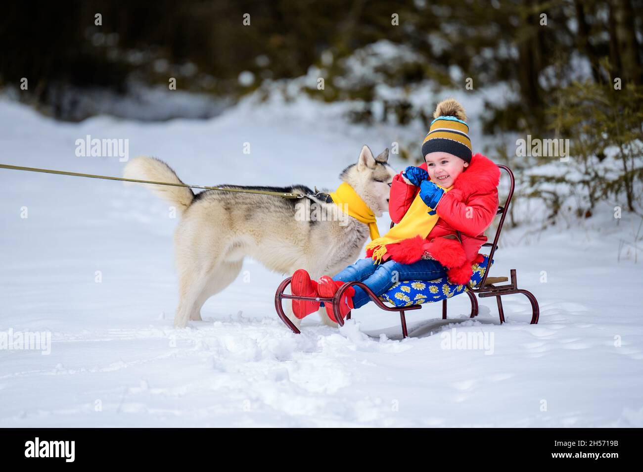 Une fille sur un traîneau joue avec son animal husky, jeux d'hiver avec un  chien, joies d'hiver.New Photo Stock - Alamy