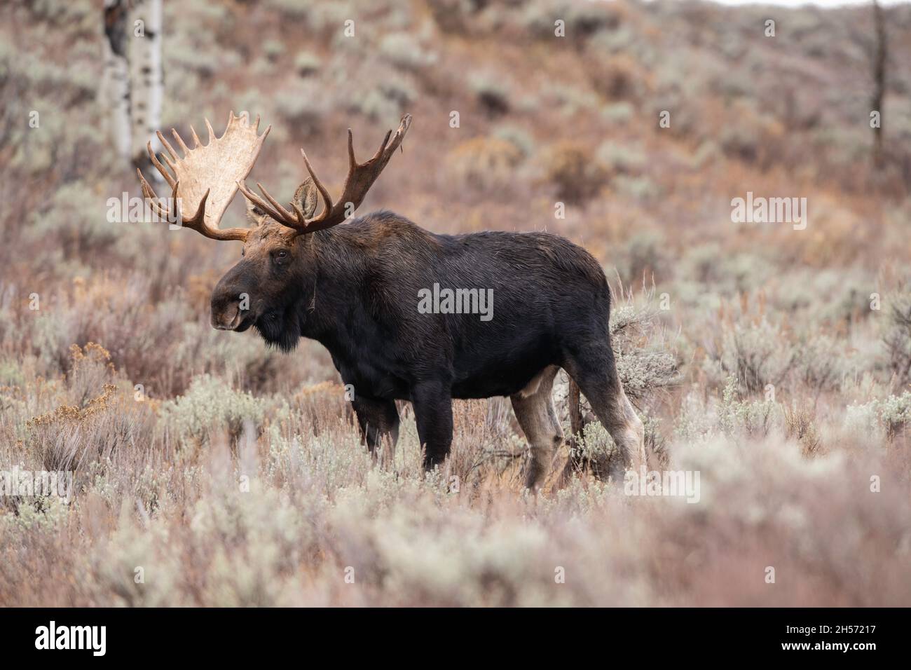 Bull Moose à l'automne Banque D'Images