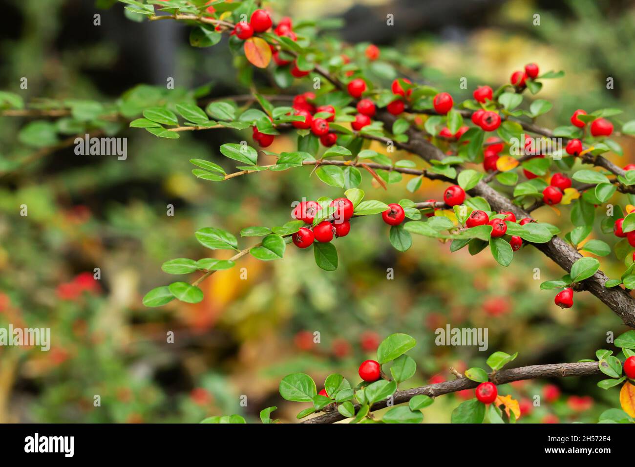 Pyracantha coccinea ou firethorn bush avec baies mûres rouges en gros plan Banque D'Images