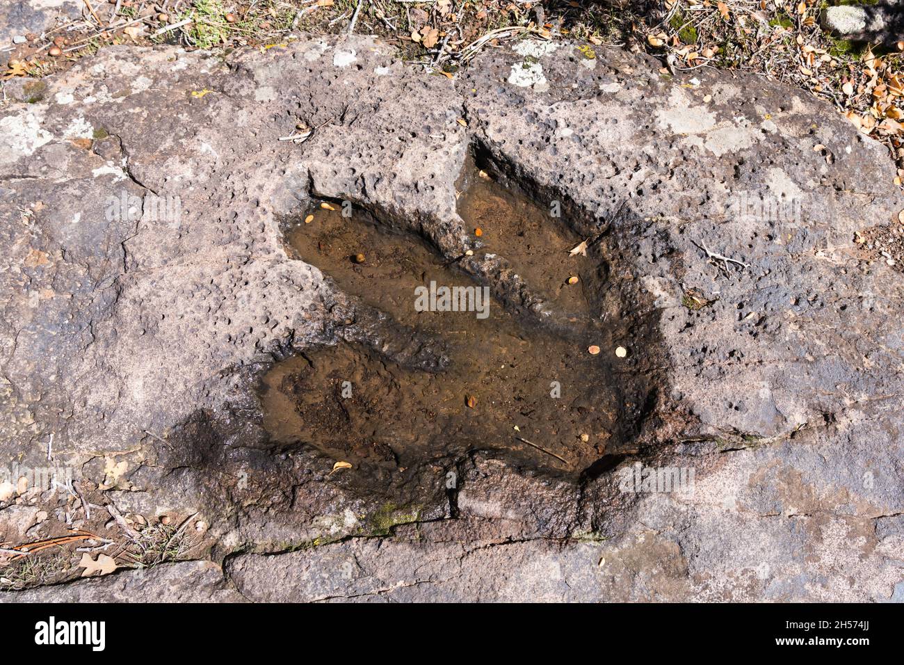 Une piste de dinosaures remplie de pluie dans le grès de Fisher Mesa près de Moab, Utah. Banque D'Images