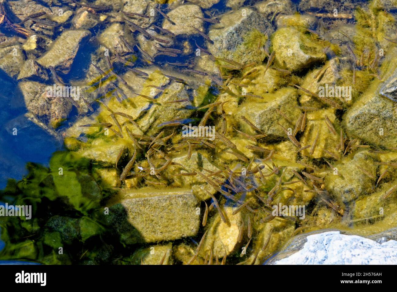 Mene Poisson Méné commun au Loch Ness.Le méné eurasien, le méné ou le méné commun ...