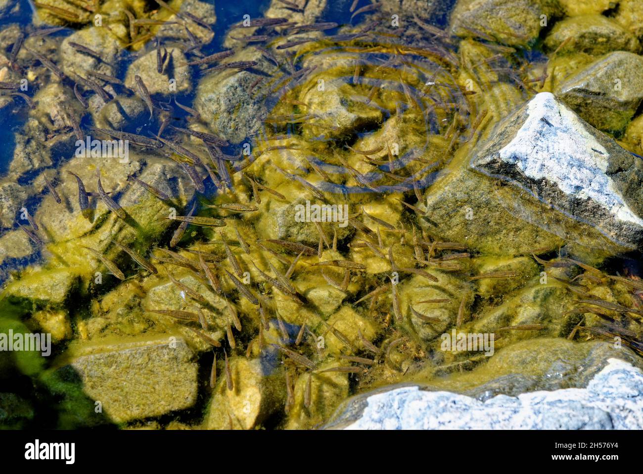 Méné commun au Loch Ness.Le méné eurasien, le méné ou le méné commun (Phoxinus phoxinus) est une petite espèce de poisson d'eau douce de la famille des carpes Banque D'Images