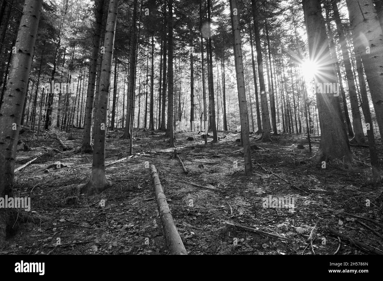 Le soleil brille de magnifiques rayons à travers les arbres de la forêt Banque D'Images