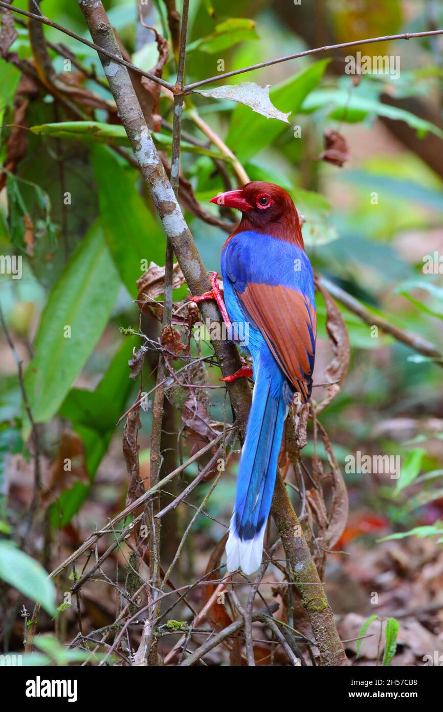 Un magpie bleu Sri Lanka adulte (Urocissa ornata) ou un magpie bleu Ceylan dans la réserve forestière de Sinharaja, Sri Lanka.Cette espèce n'est présente qu'au Sri Lanka Banque D'Images