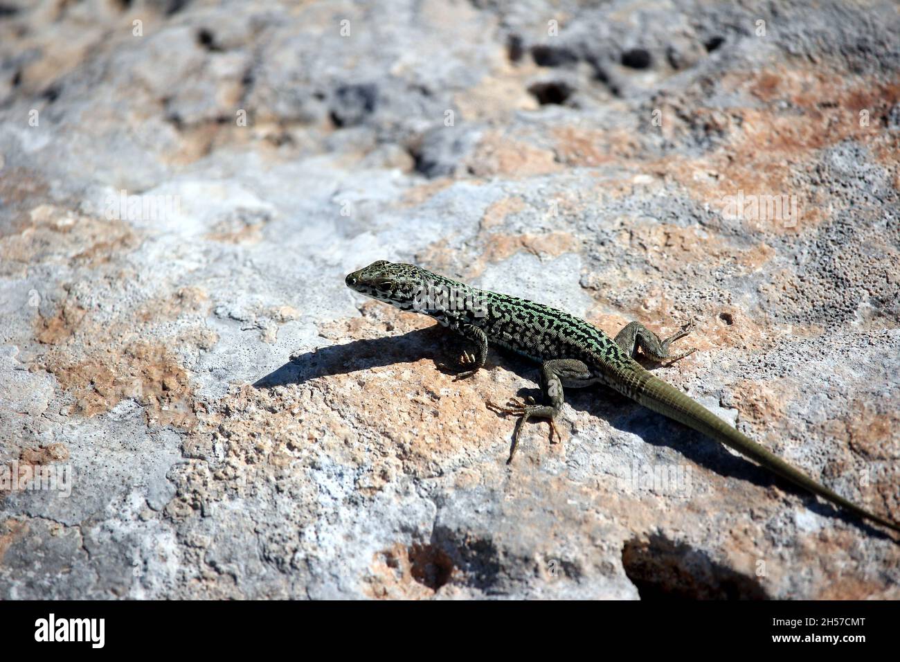 Mâle de Maltais Wall Lizard, Podarcis filfolensis, se baquant sur le sous-sol rocheux de l'île Comino, Malte Banque D'Images