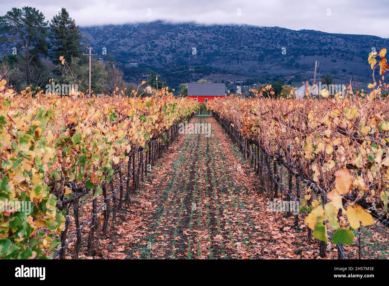 Little Red House on a Vineyard, Deciduly a Napa Valley automne. Banque D'Images