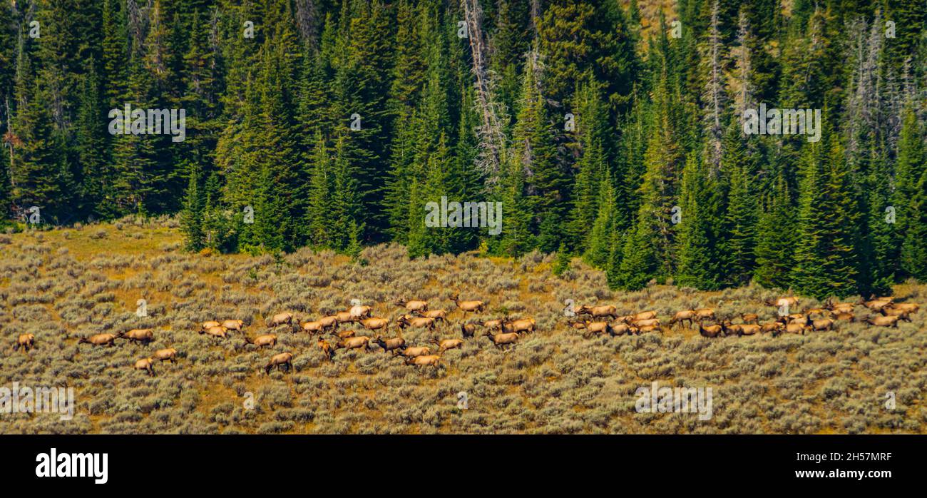 Troupeau de wapitis traversant Medicine Mountain dans le Wyoming Banque D'Images