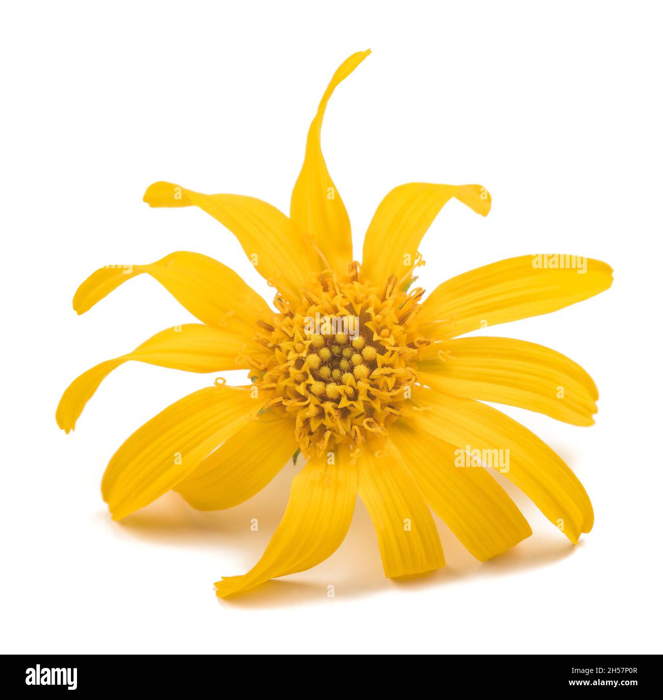 Arnica fleur isolé sur fond blanc Banque D'Images