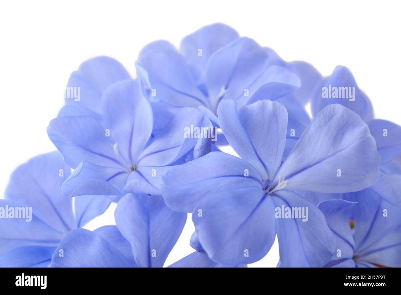 Fleurs Plumbago isolées sur blanc Banque D'Images