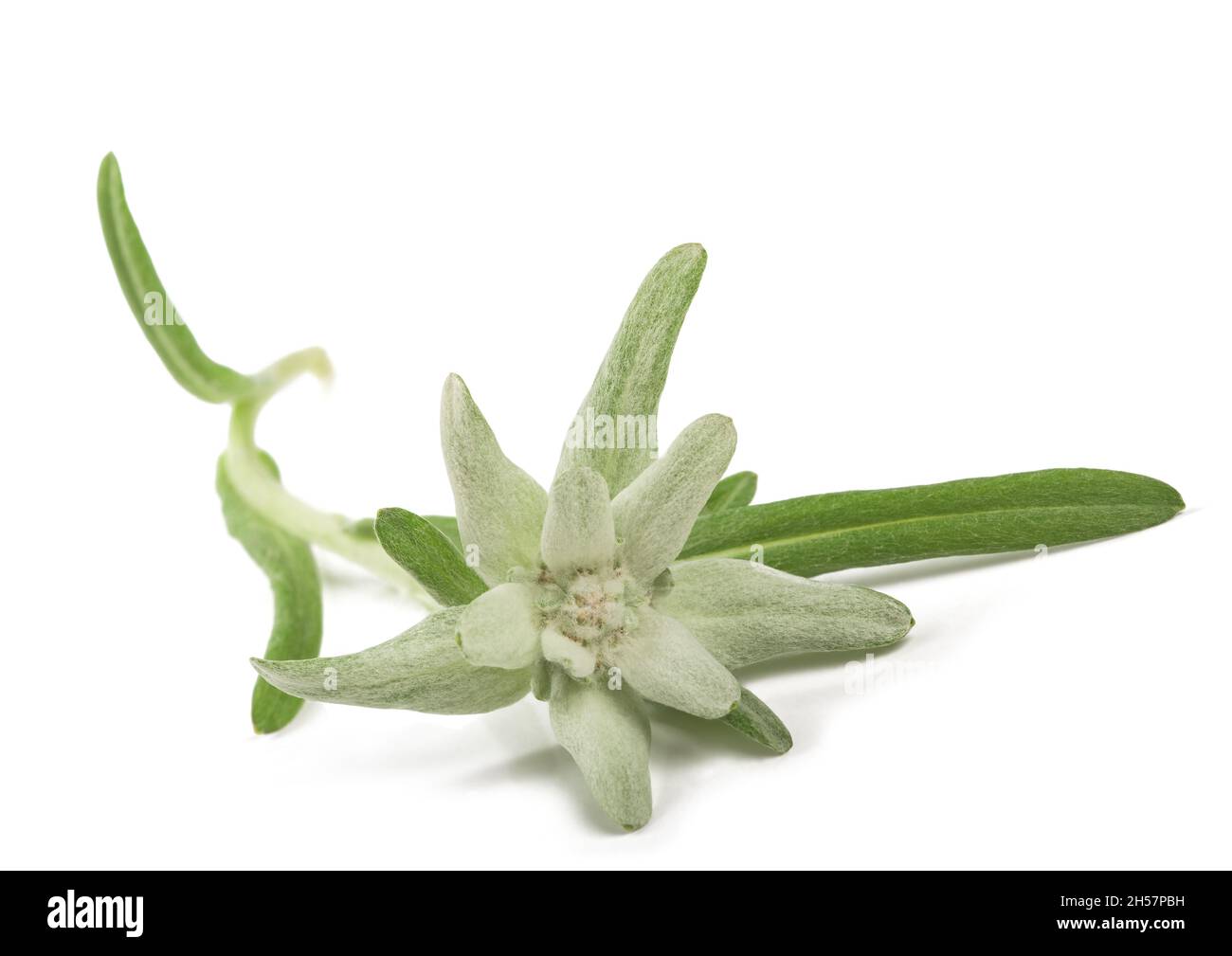 Edelweiss folwer isolé sur fond blanc Banque D'Images